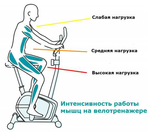 Роль мышц кора и спины в процессе велосипедной езды