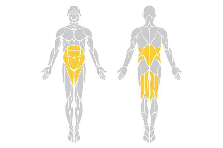 Группы мышц нижней части тела, активные при езде на велосипеде