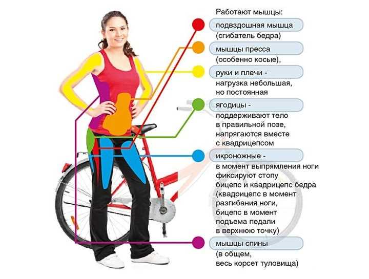 Группы мышц верхней части тела, работающие при езде на велосипеде