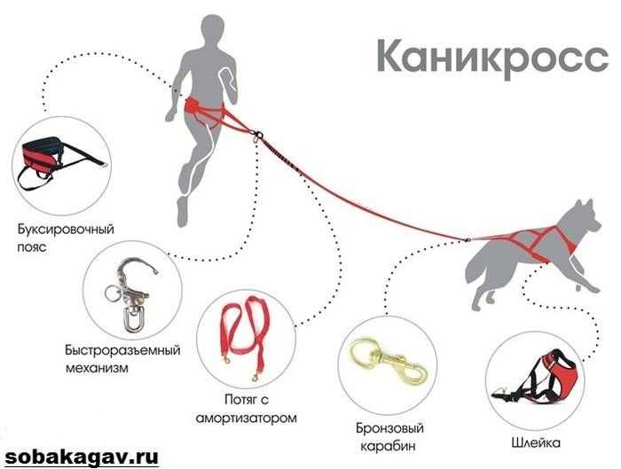 Как начать заниматься каникроссом с собакой?