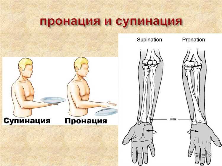 Роль пронации