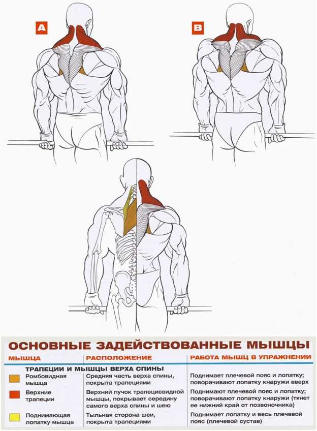 Упражнения со штангой для развития красивых и сильных плеч