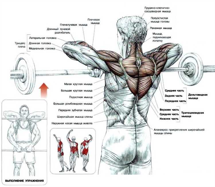 Упражнения на развитие мышц спины и плеч с использованием штанги